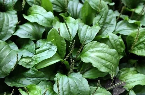 车前草的功效与作用 车前草的功效与作用