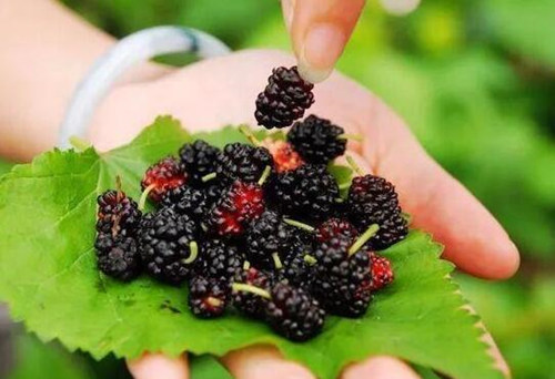 4类人群不宜吃桑葚 4类人群不宜吃桑葚